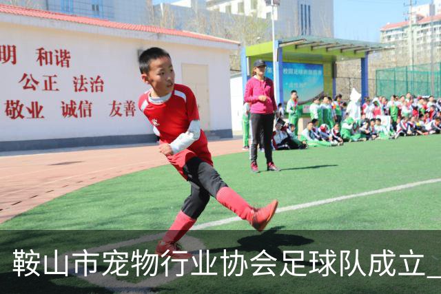 鞍山市宠物行业协会足球队成立 暨首场行业足球交流赛举行